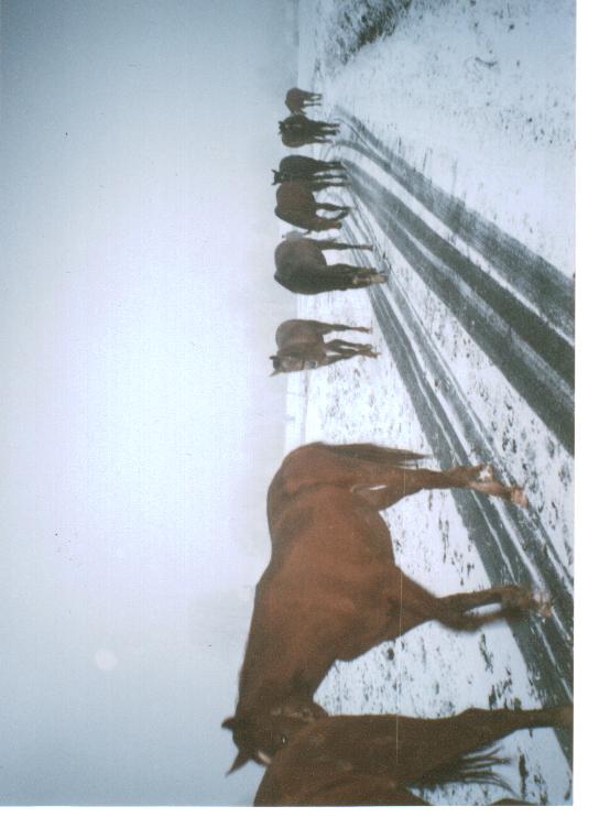 zima 009.jpg